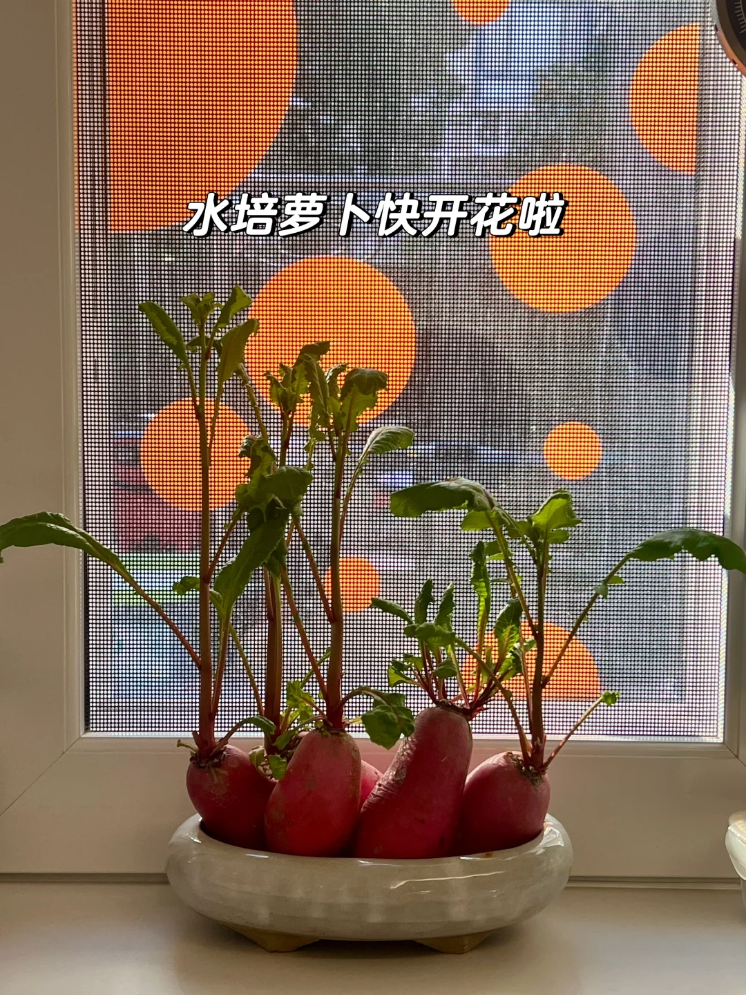 园艺｜沉浸在我的能量窗台