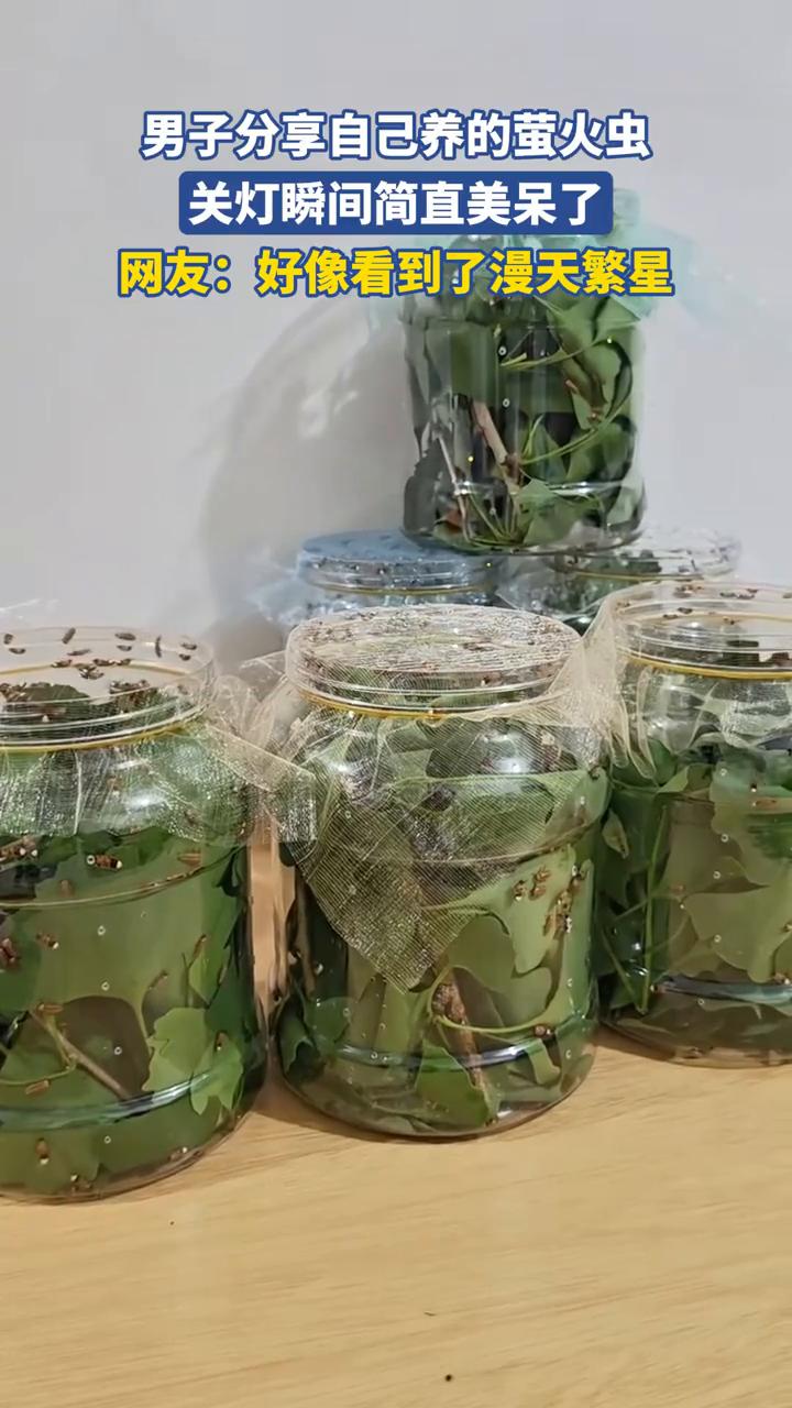 男子分享自己养的萤火虫，关灯瞬间简直美呆了。
网友：好像看到了漫天繁星。
千万不