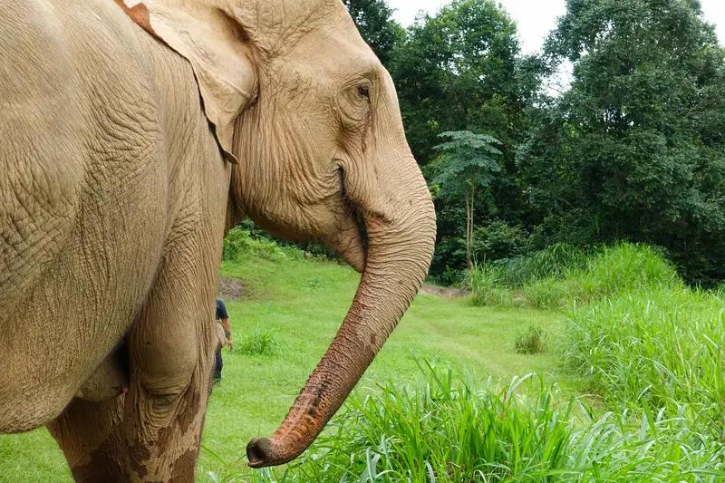 作死！女子为拍网红视频，硬拽大象尾巴，下一秒被活活踩死，生前画面太惨！
 
家人