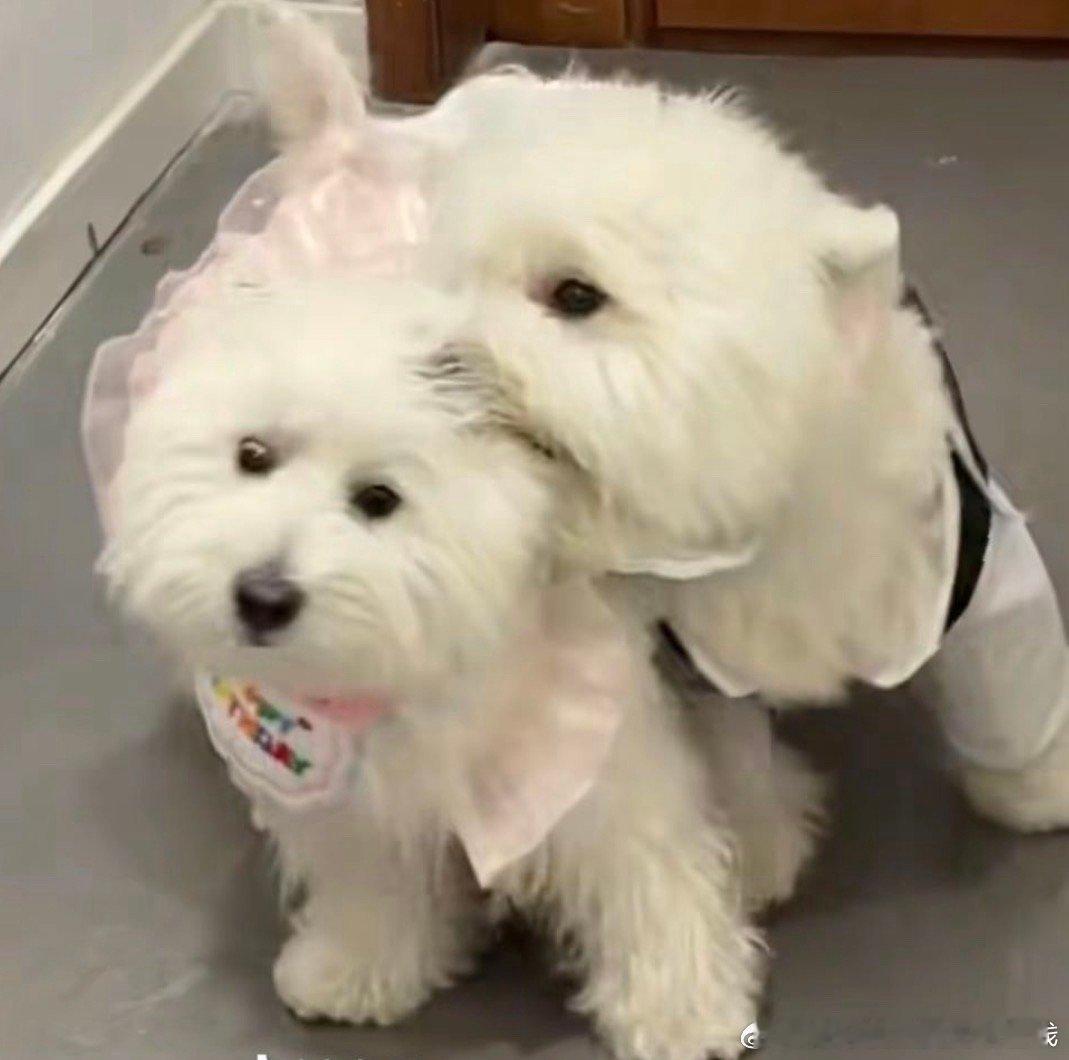 这胖子怎么从小就喜欢咬我女，都快给我女压趴了 ​​​