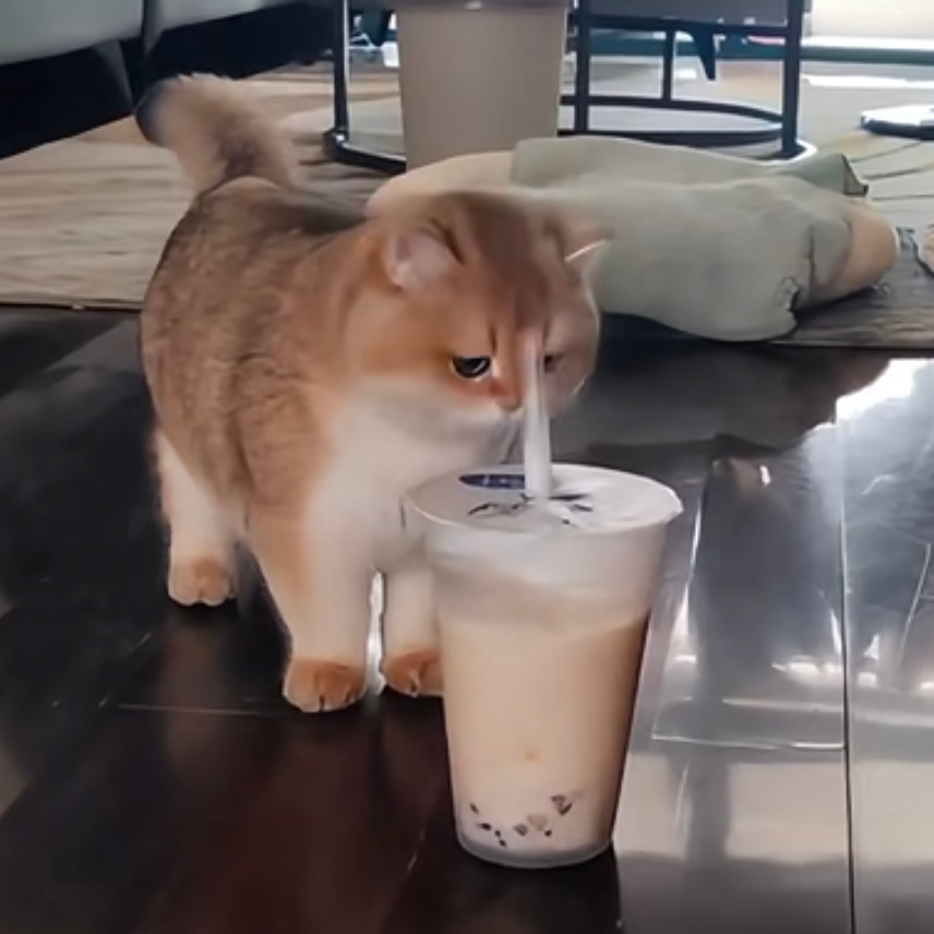 一直刷到这大肥笨猫，心中产生了异样的情愫 