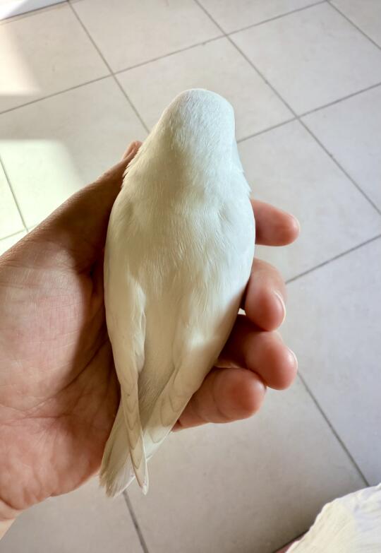 我的新“手机”