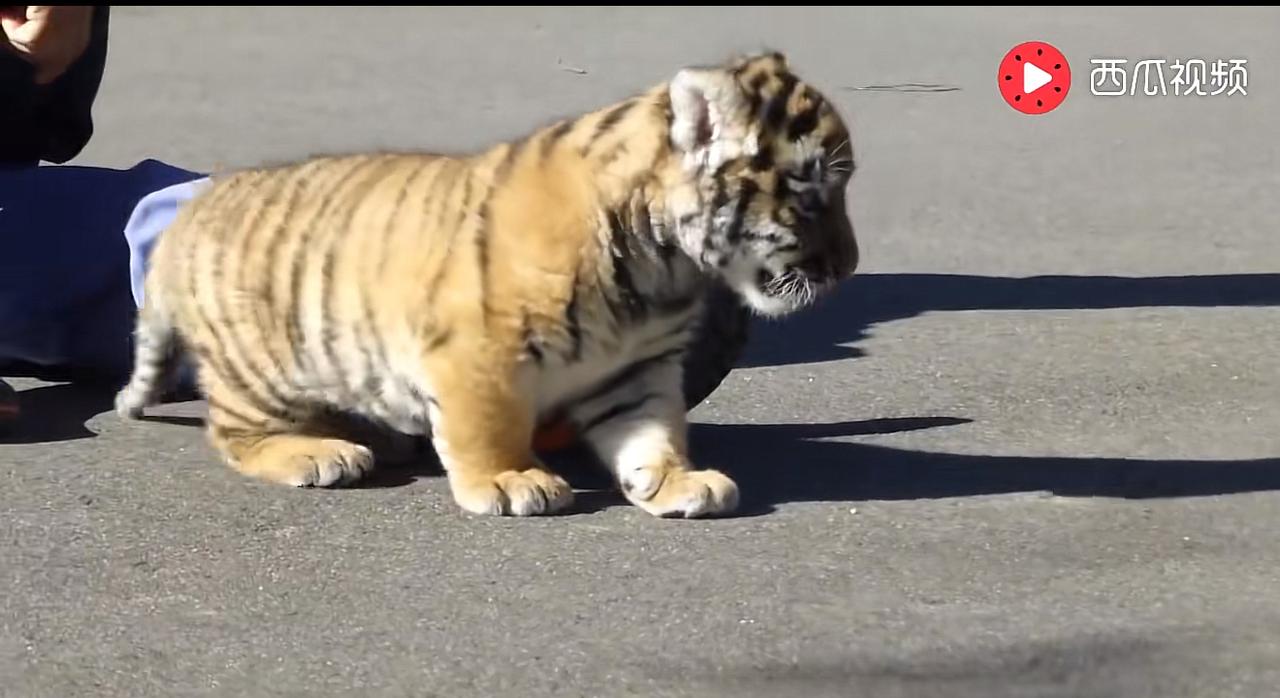 这小奶🐯萌里萌气的[爱慕][爱慕]
让我来养它，我天天给它喂饭吃，饭里面加一点