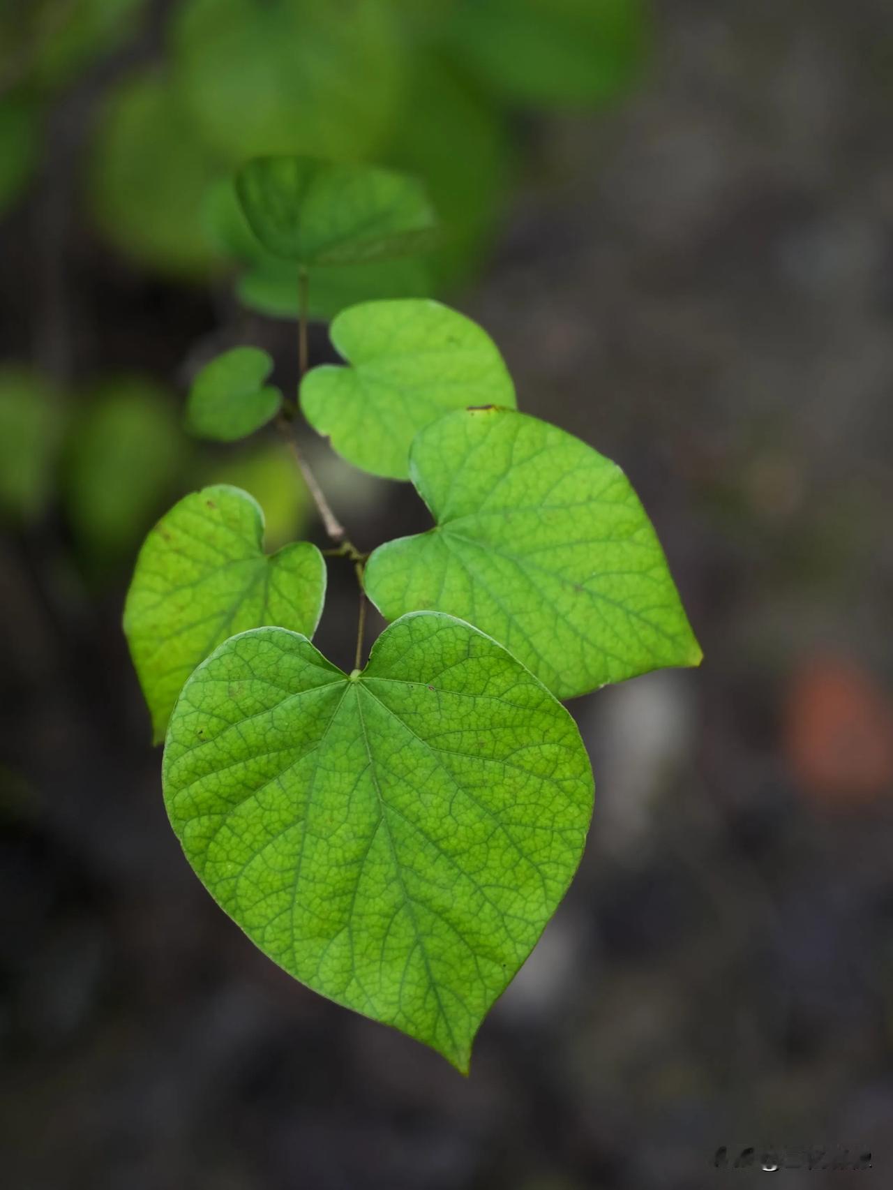 紫金花的叶在深秋依然生机勃勃，虽然老叶几乎掉光，但是新芽新叶还是一直不断。
拍摄