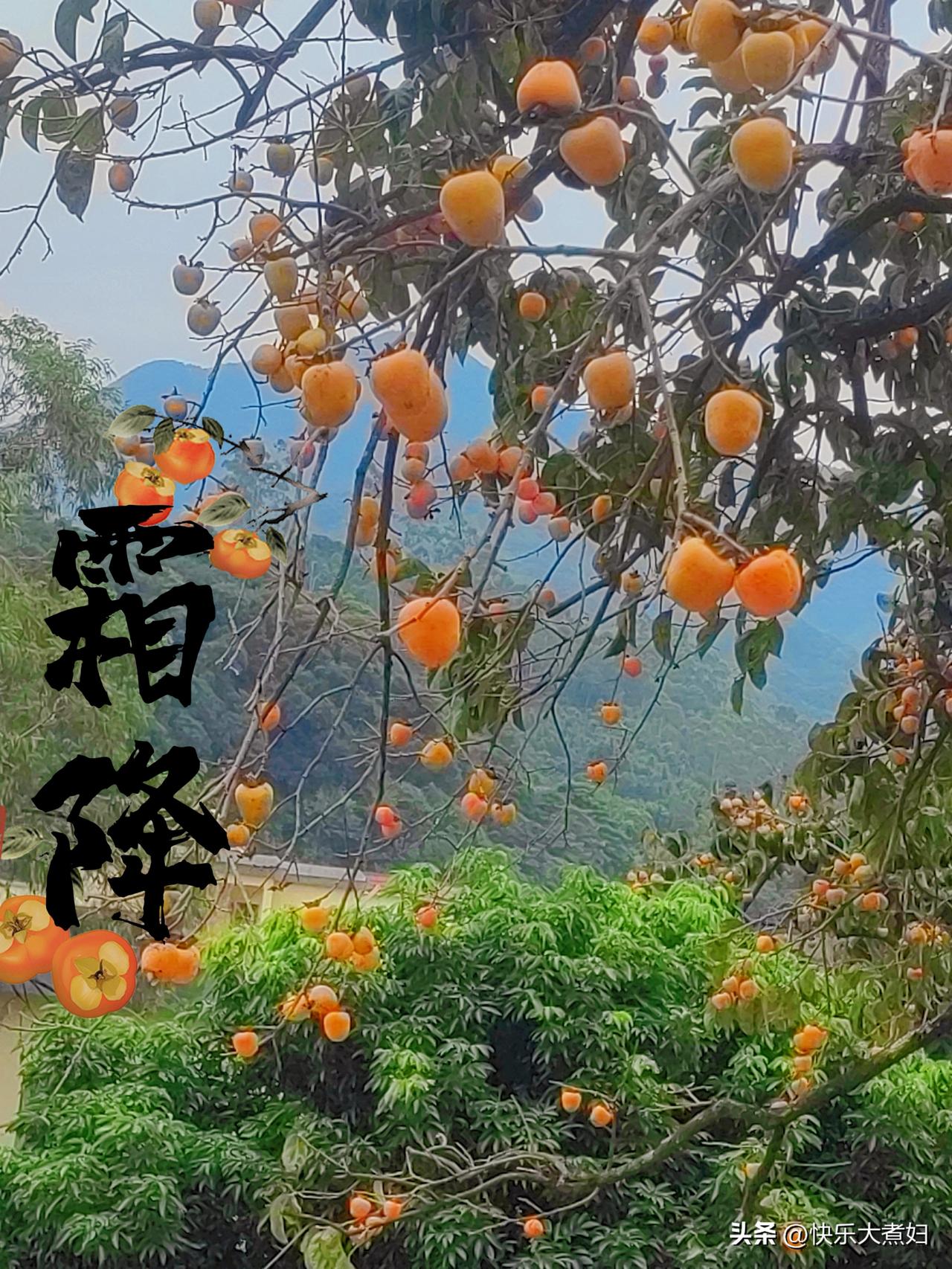 今日霜降，好柿成霜，喜从天降。
霜将至，秋落幕，冬季即将开始；天地寒，春亦远，愿