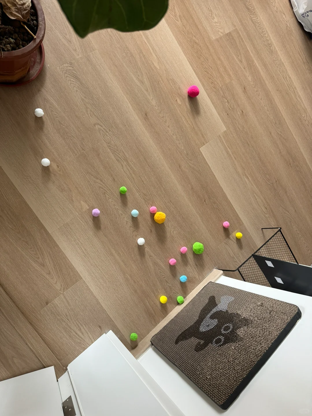 不要放男人和猫和猫玩具单独待着