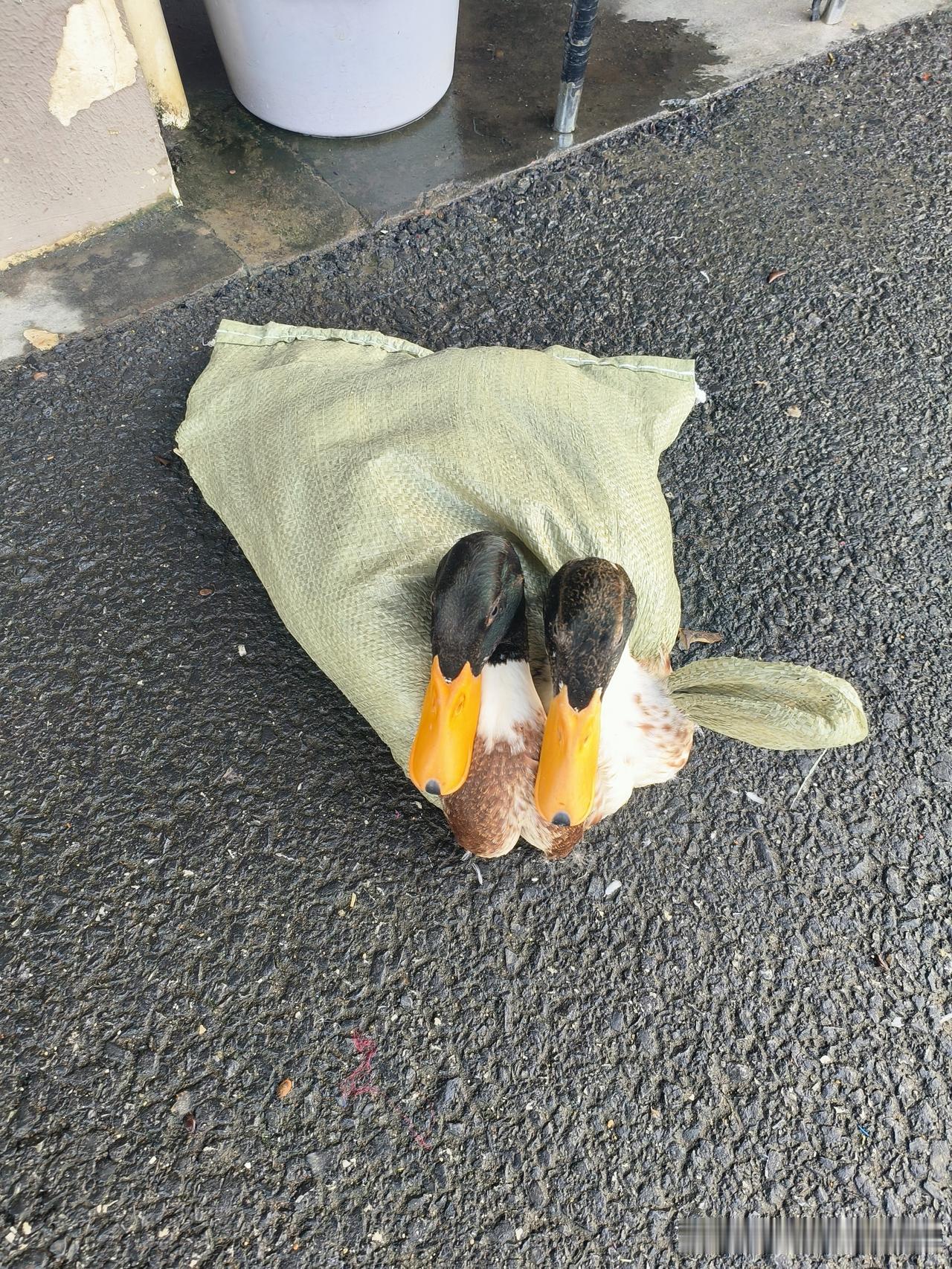 路上偶遇两只被装在编织袋里的鸭子，只露出两颗脑袋，安安静静趴在路面。
亮黄色的鸭