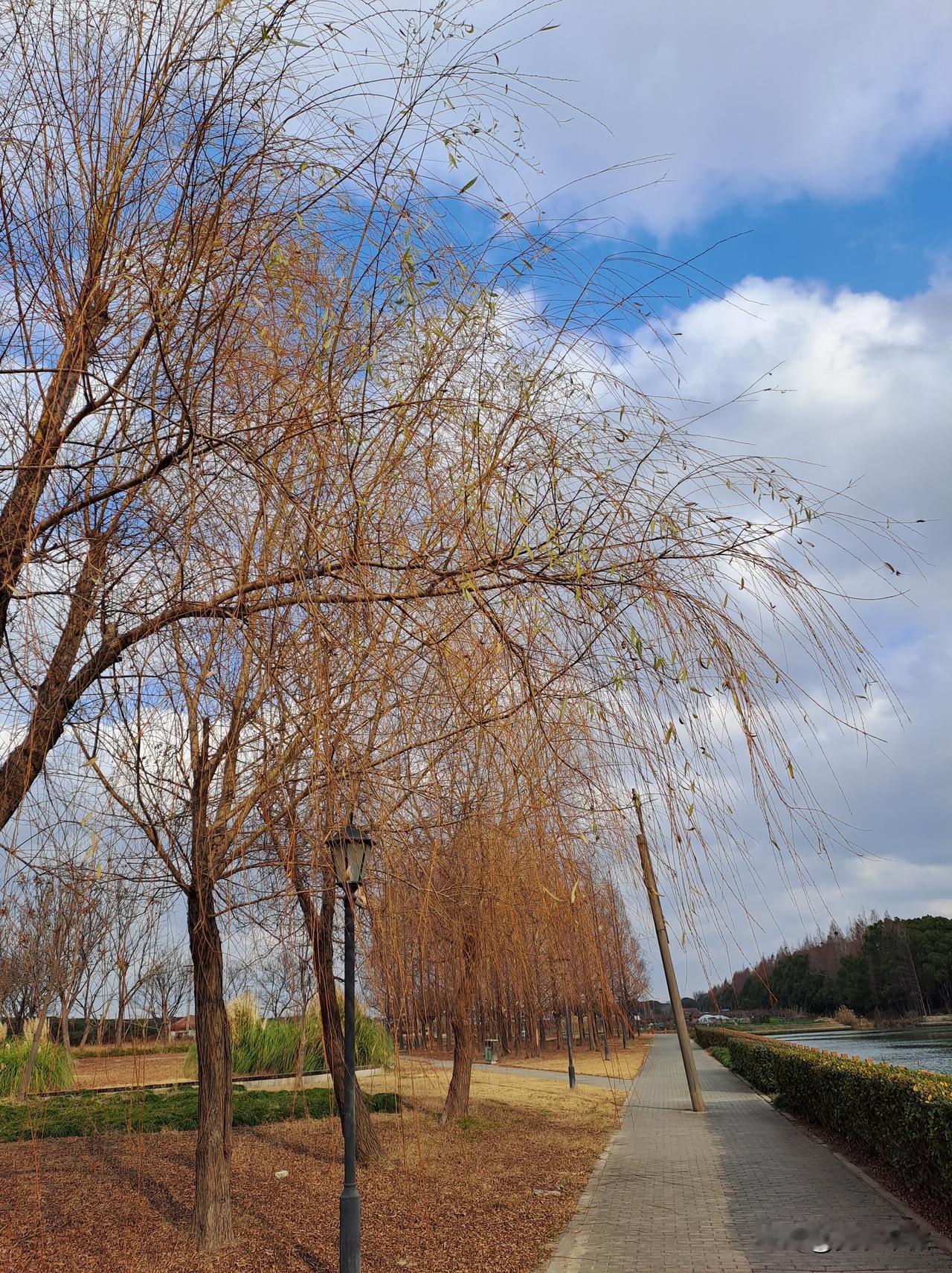 分享随手拍摄的树木和花草照片树木变成了金黄色