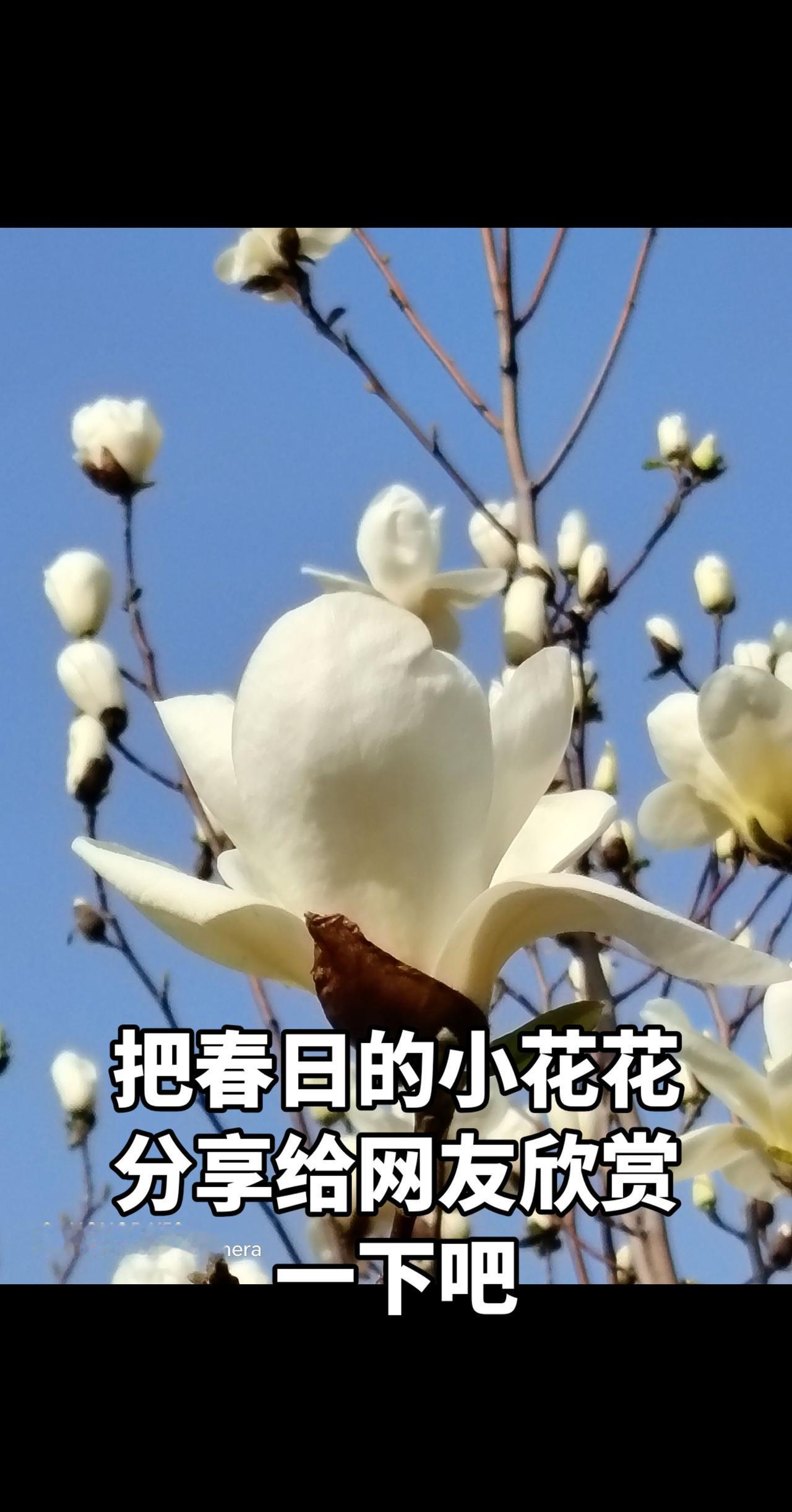 分享你最美的花 每一朵花，都是大自然的微笑 每一种绽放都值得欣赏