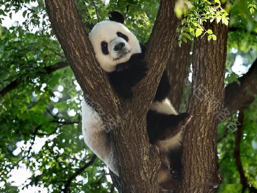 我以为在树上的是小白天，结果是萌二，想说，呀，怎么会是你，你怎么上去的？

前半