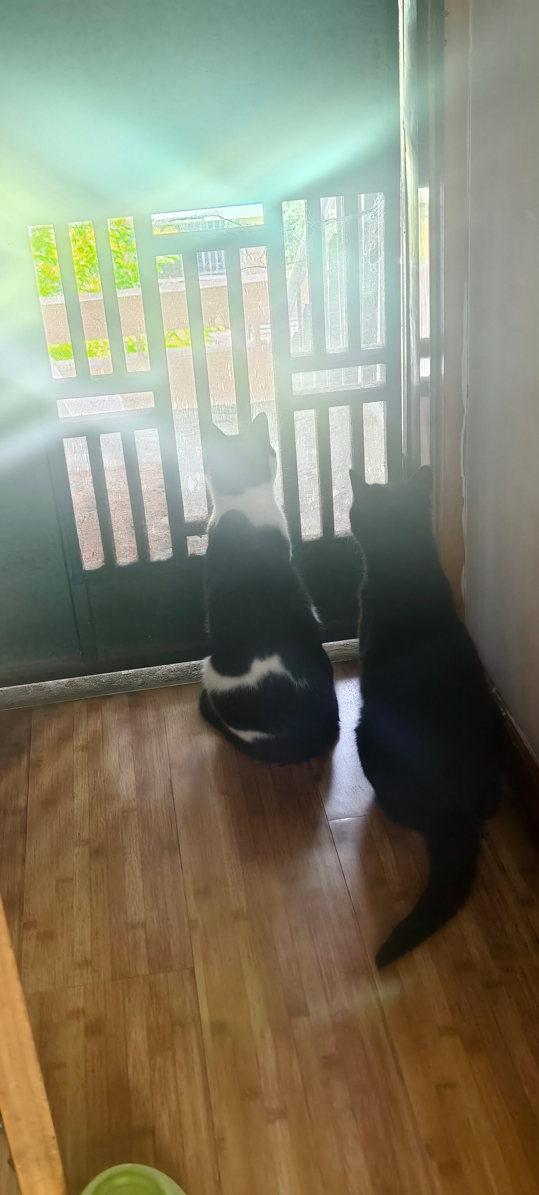猫 这对儿怂货姐弟，向往却害怕，每天隔着栅栏体验外界是它们最大的勇气[笑cry]