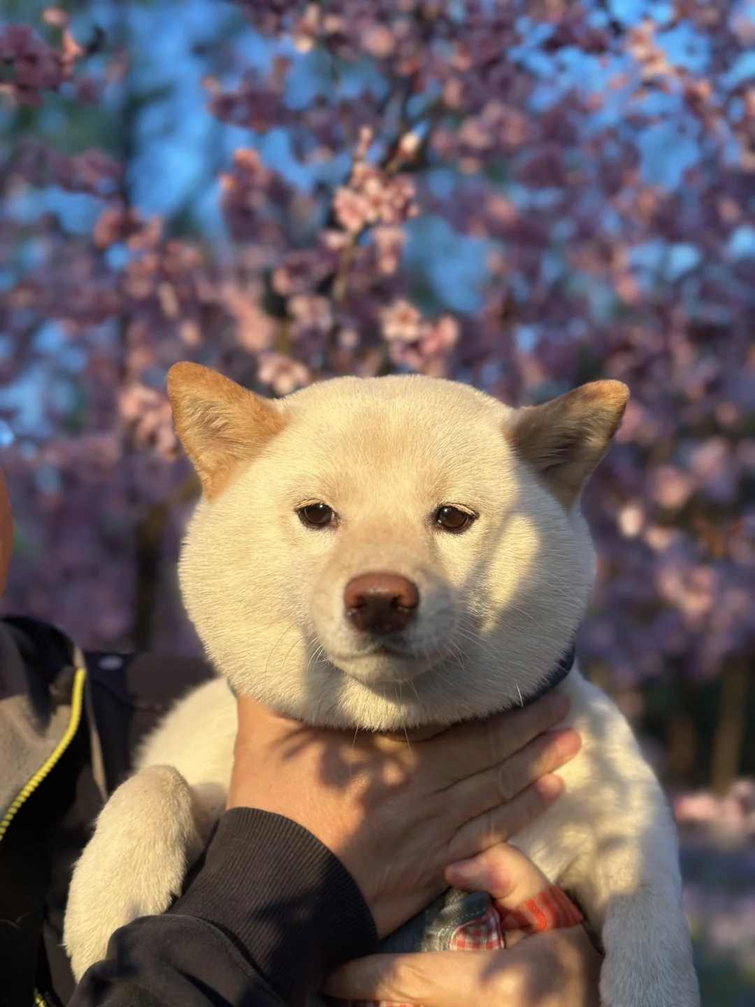 这是什么物种？