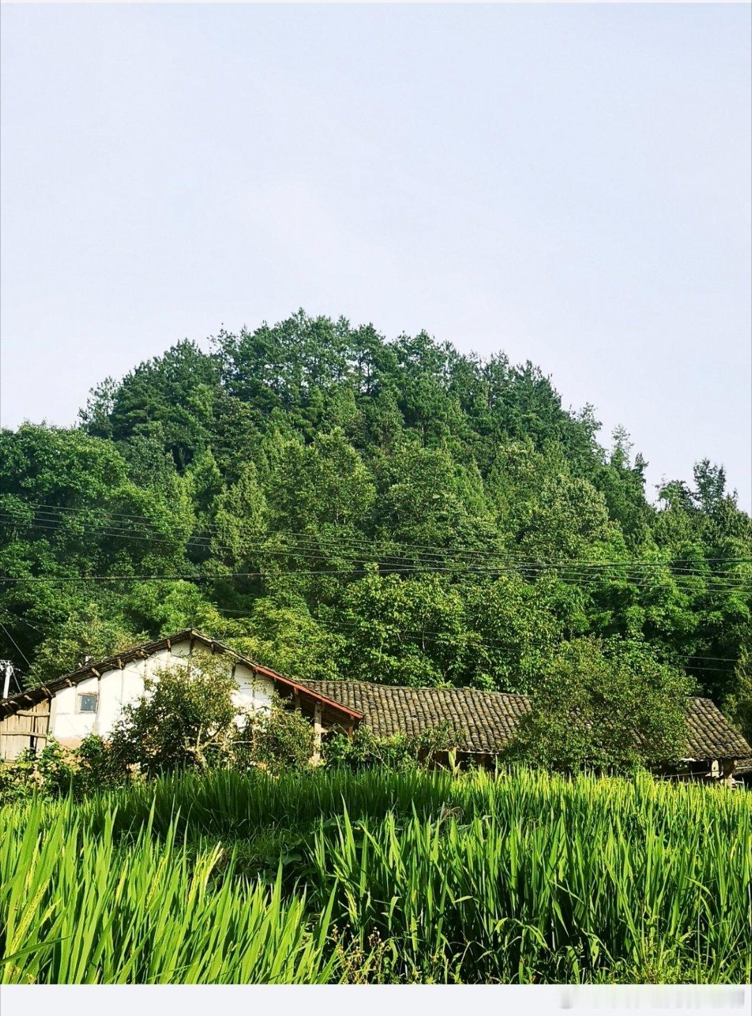回村后过上向往的生活平时和大家聊天的时候，突然发现城里的同事们有一点羡慕我们这些