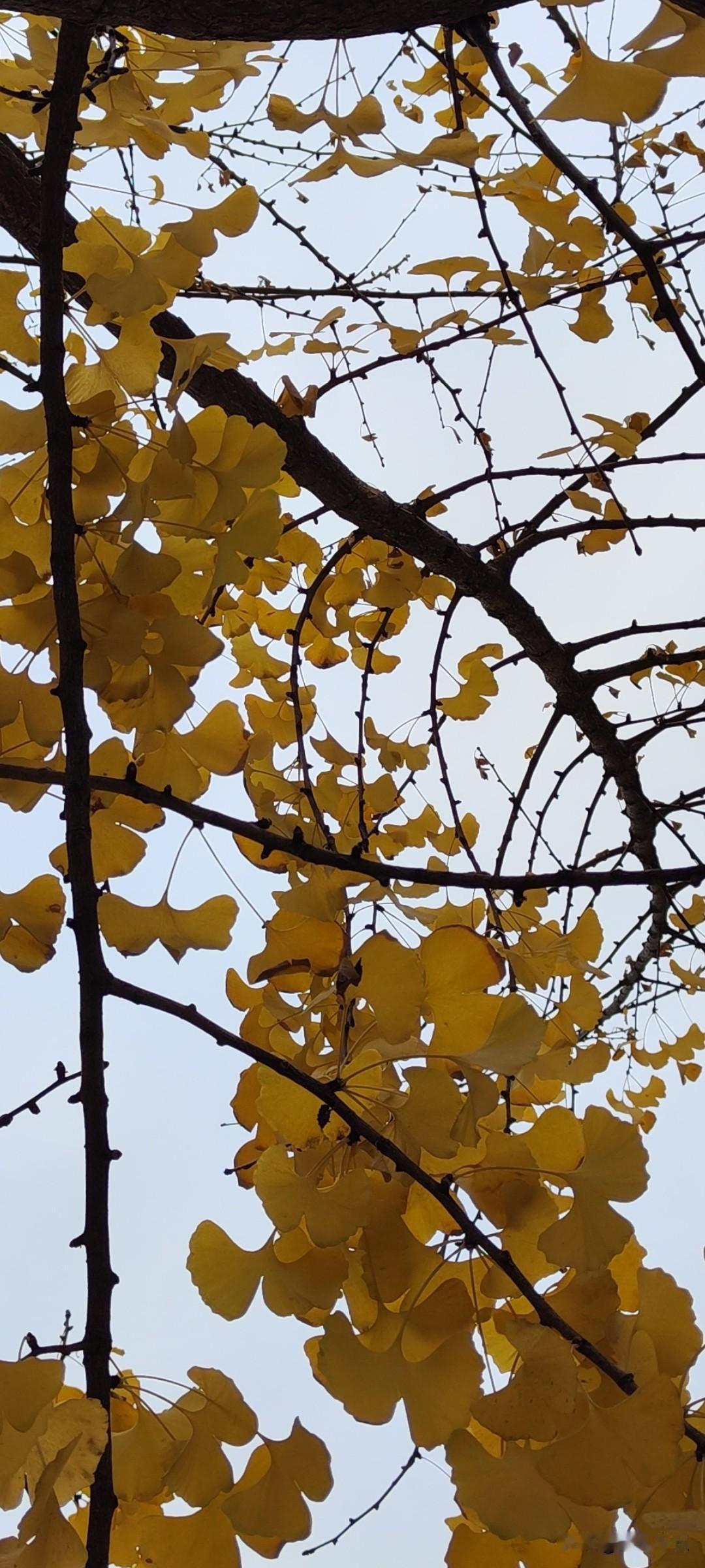 此树的叶全部都红透了，下面落了一地，红得跟女生的裙子一样随风飘扬。