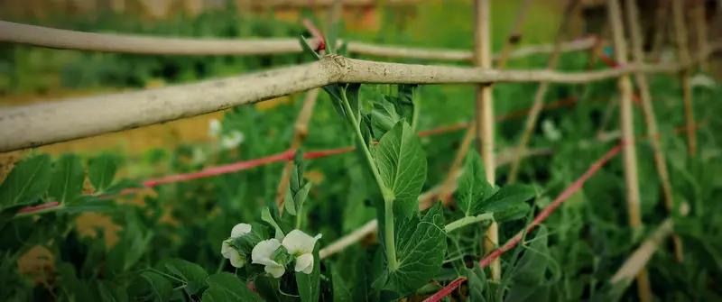 今天正值谷雨，气温骤降，风拂过脸颊，带着丝丝凉意，天空还飘着小雨。不少人重新换上