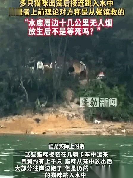 上千只猫，哗啦一下，全倒进了水库里。
笼子门一开，根本不是什么奔向自由，是一群没