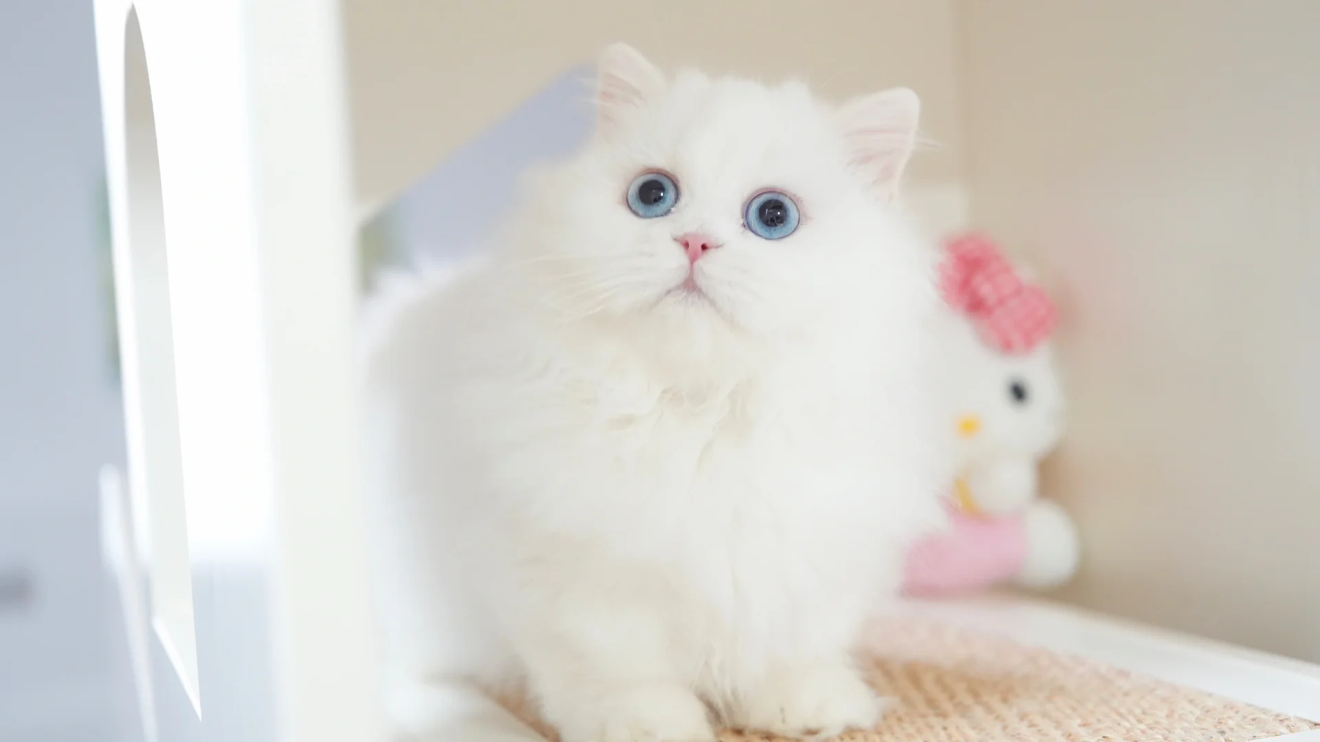 蓝眼小仙男 纯白米努特矮脚猫