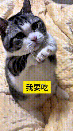 哎呀妈呀老铁，瞅瞅咱家这小馋猫！一看见好吃的，立马乖乖抬起小手作揖讨好，那小眼神
