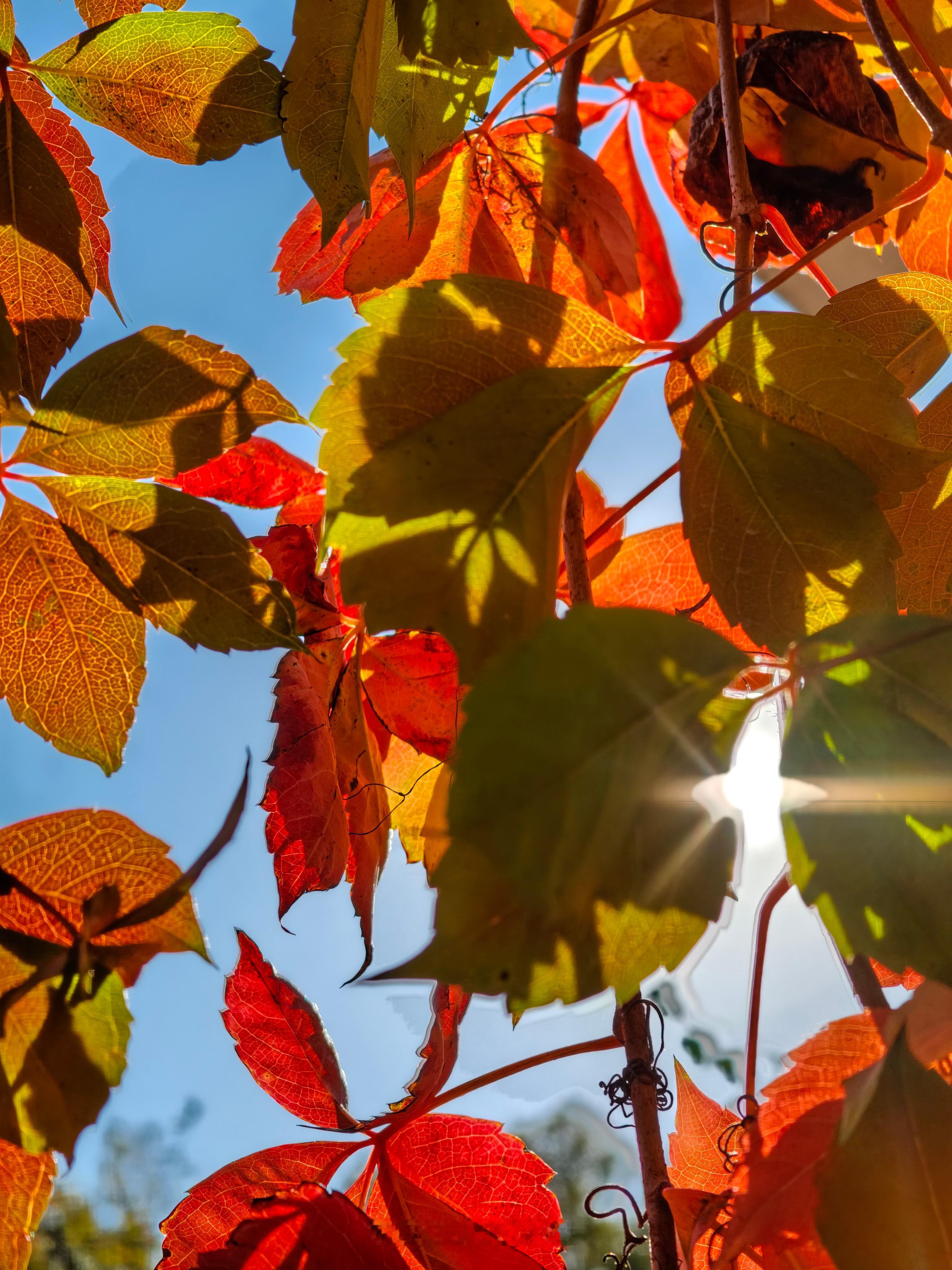 来几张阿魅的动态照片魅族[超话]魅族22 ​​​
