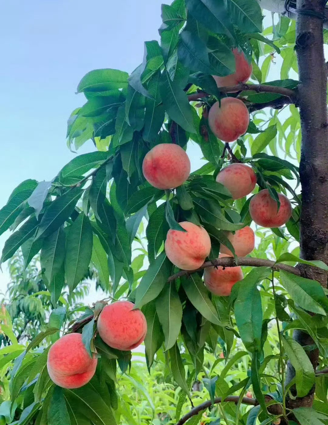 嗯，是一股子夏天的味道。 