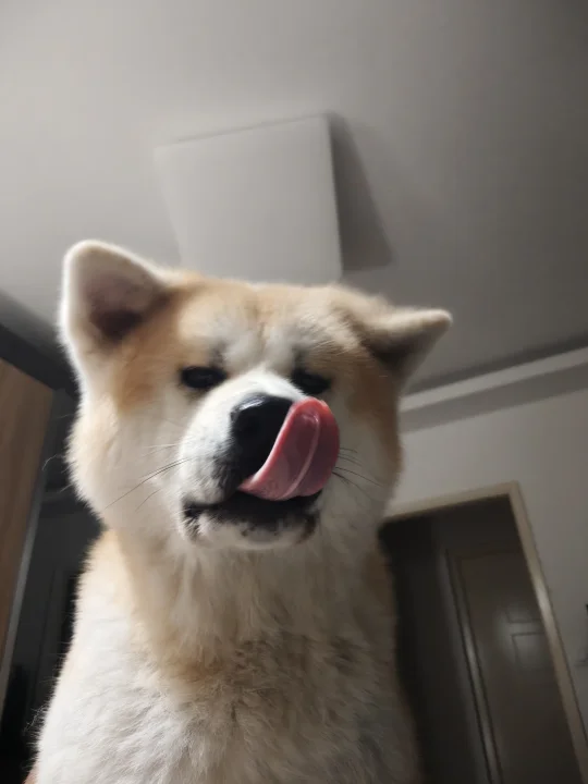 超乖的锅锅日常