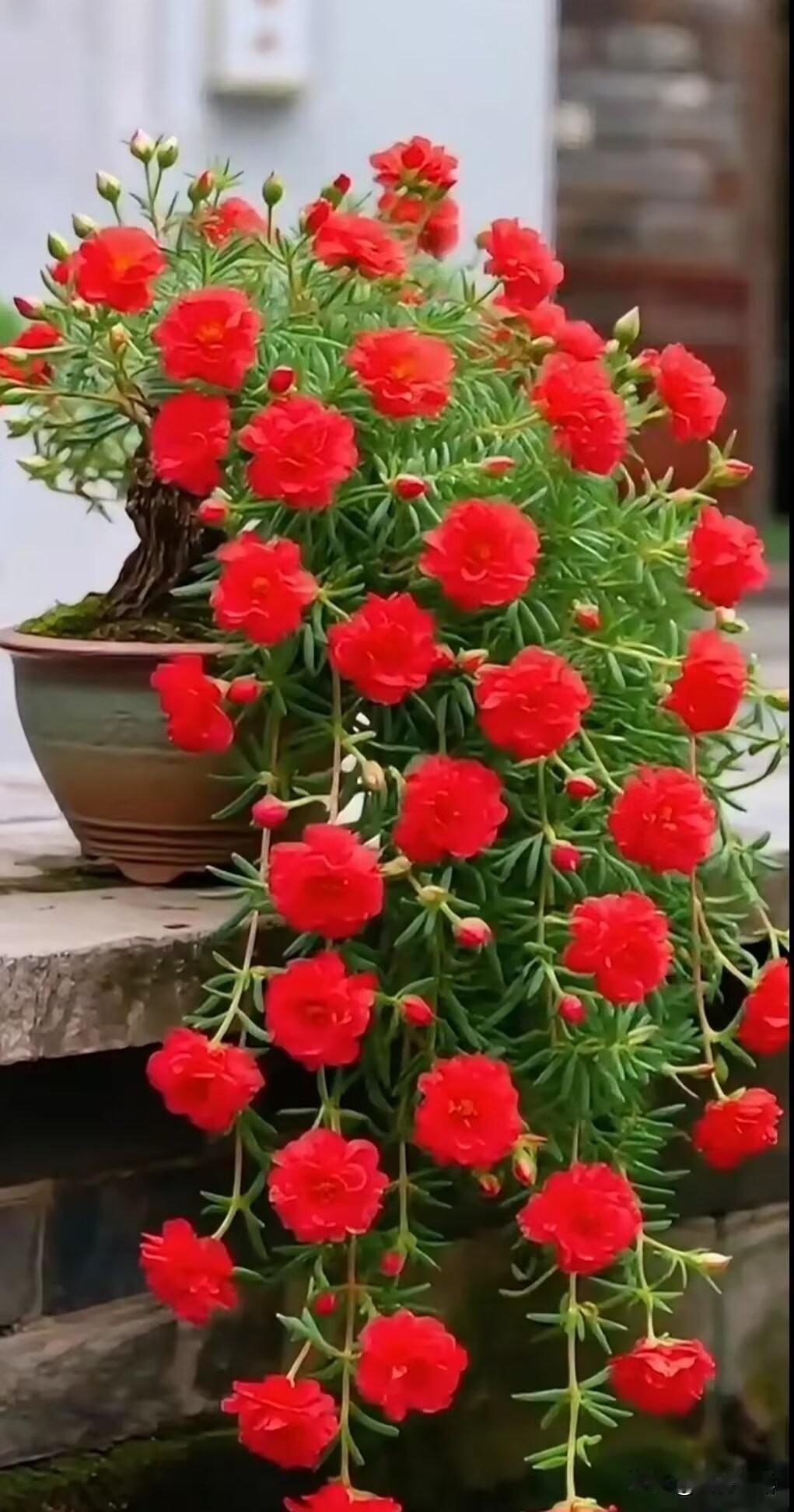 赏自己心怡的花朵，看自己的喜欢的风景，拍花赏景令人开心愉悦。