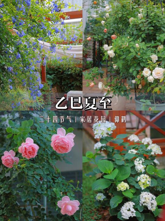 花园四季｜夏至花开～🌸🍃