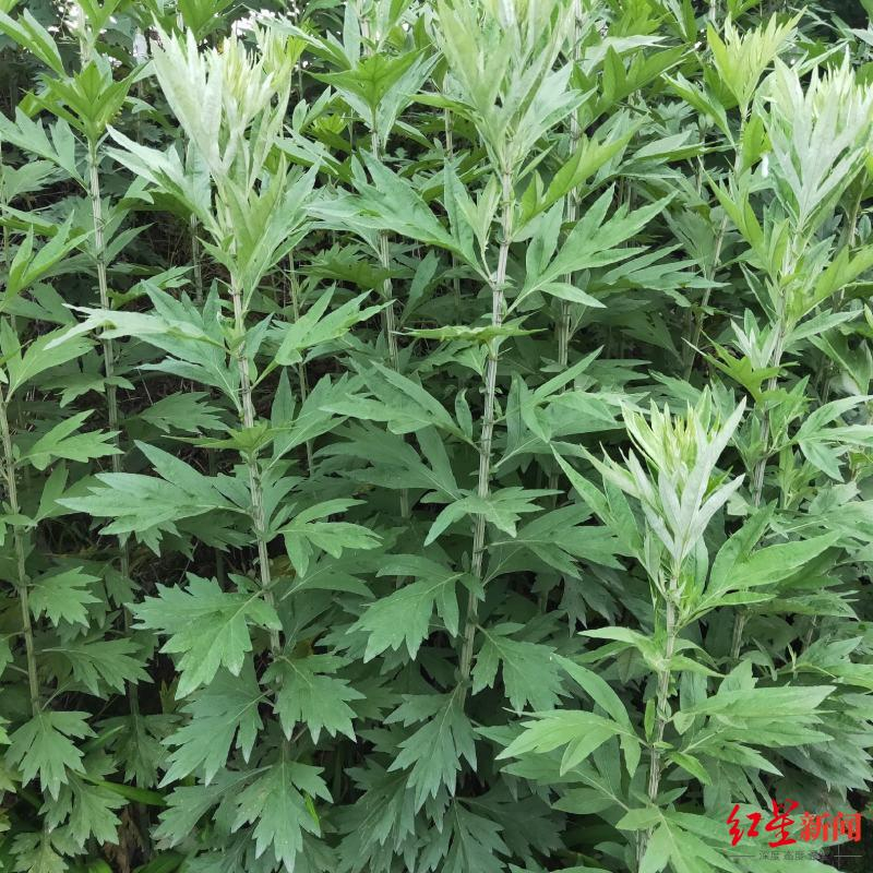 【#菖蒲艾草销量大增#】#菖蒲艾草身价翻倍#端午临近，在成都，菖蒲与艾草的消费热