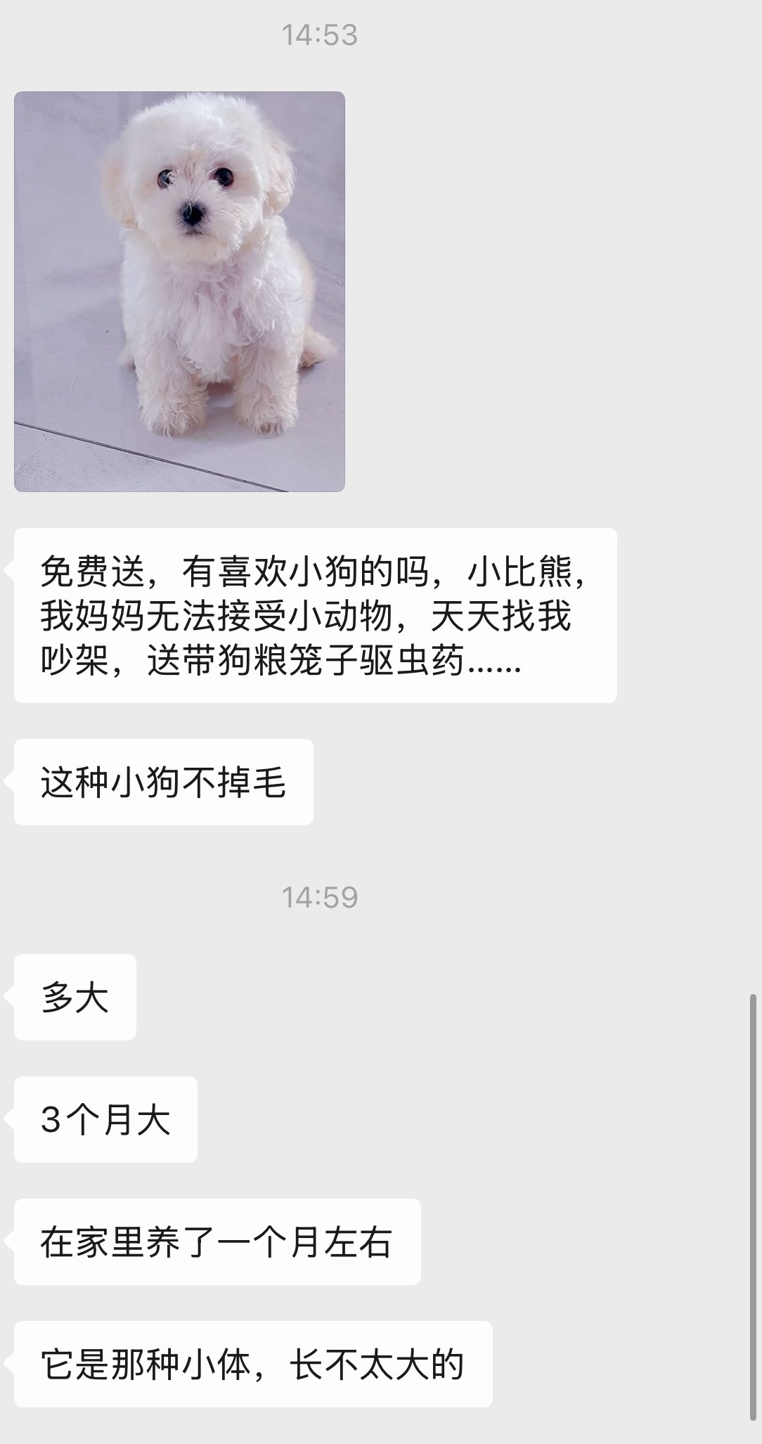 业主群里的小狗转让……唉看多了那种【坚决不养宠物的爸妈对小猫/小狗真香了】的宣传