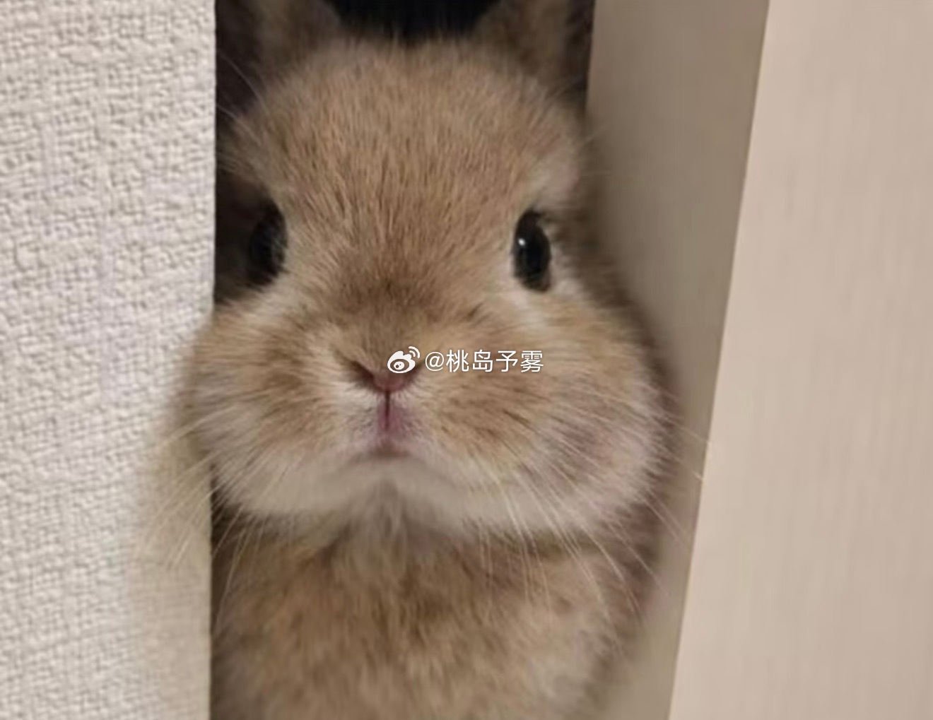 心疼邵群加班又担心打扰到自家老公的小程秀就这样从门后探个小脑袋 