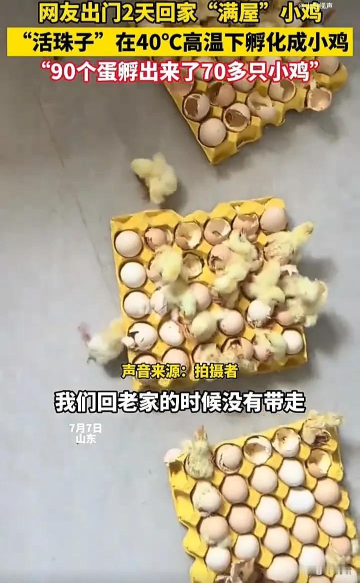 笑不活了！7月7日，山东一名女子发视频称，自己买了90个鸡蛋，因为急着回老家，就