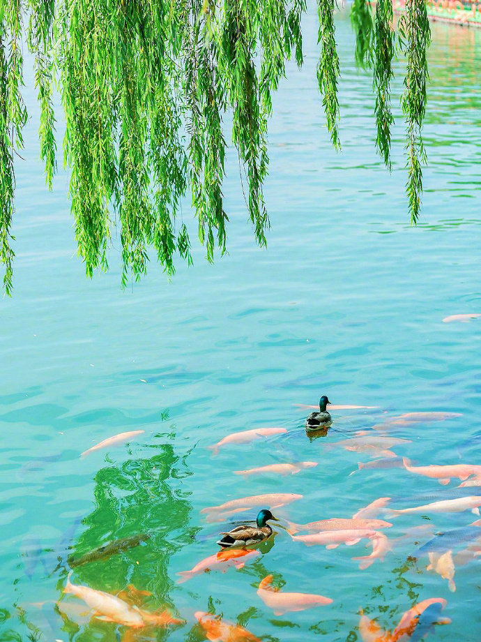 锦鲤围绕，好运不断 .. 