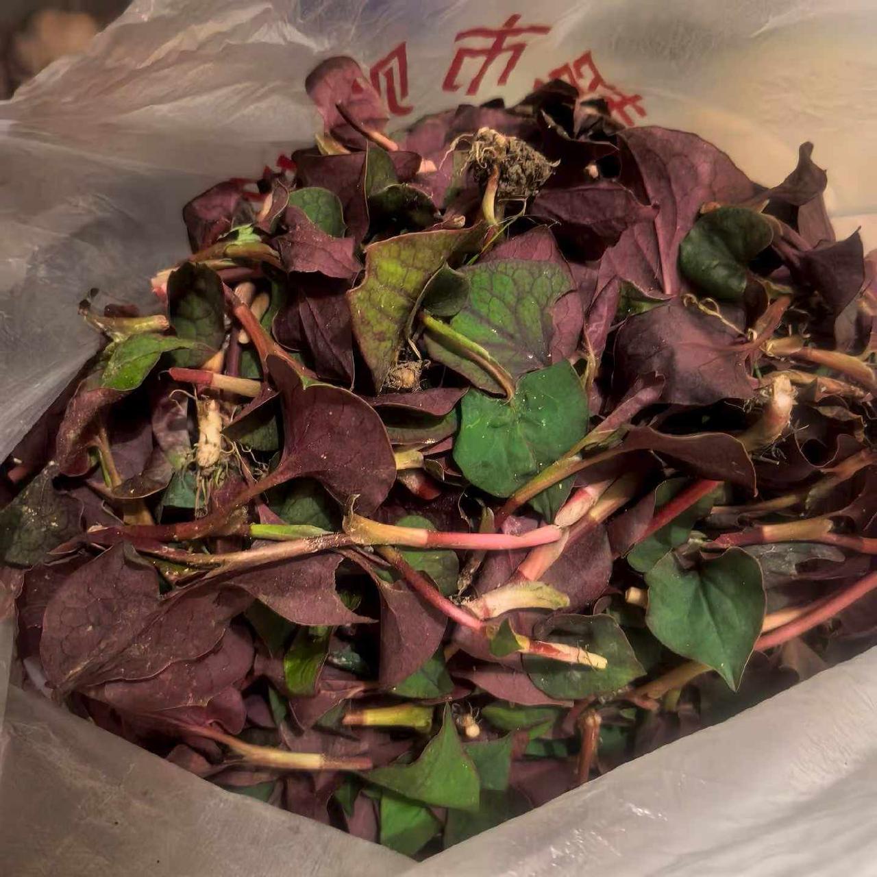 新发现这个草的确解酒