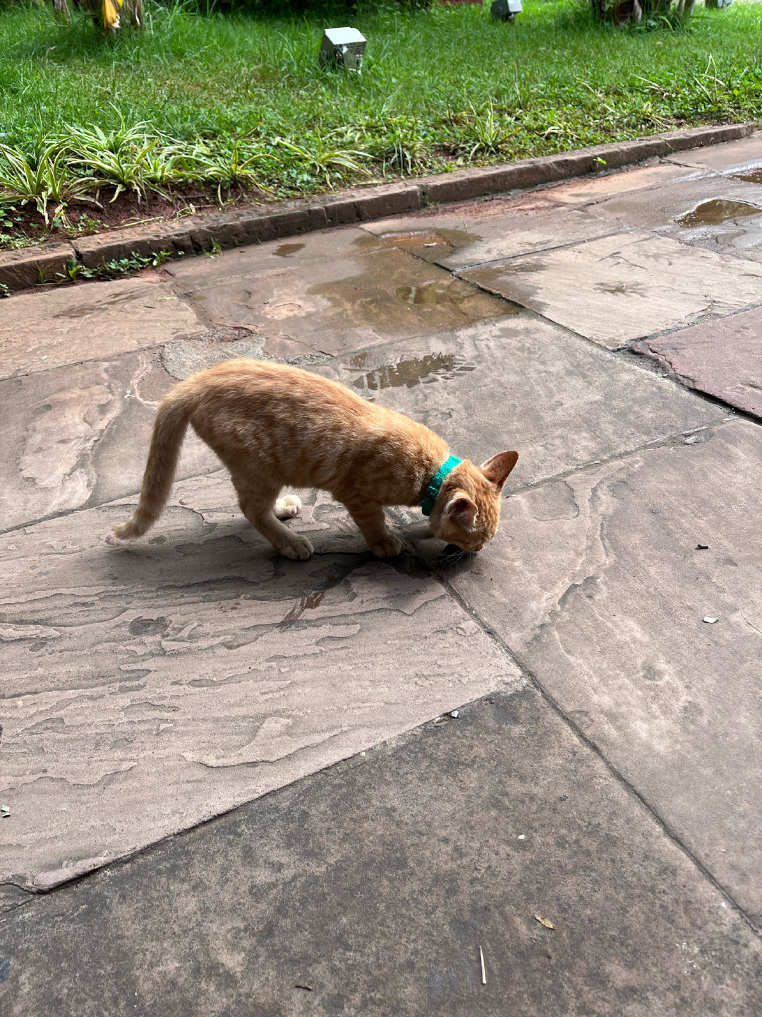 民族村小猫在玩树叶 