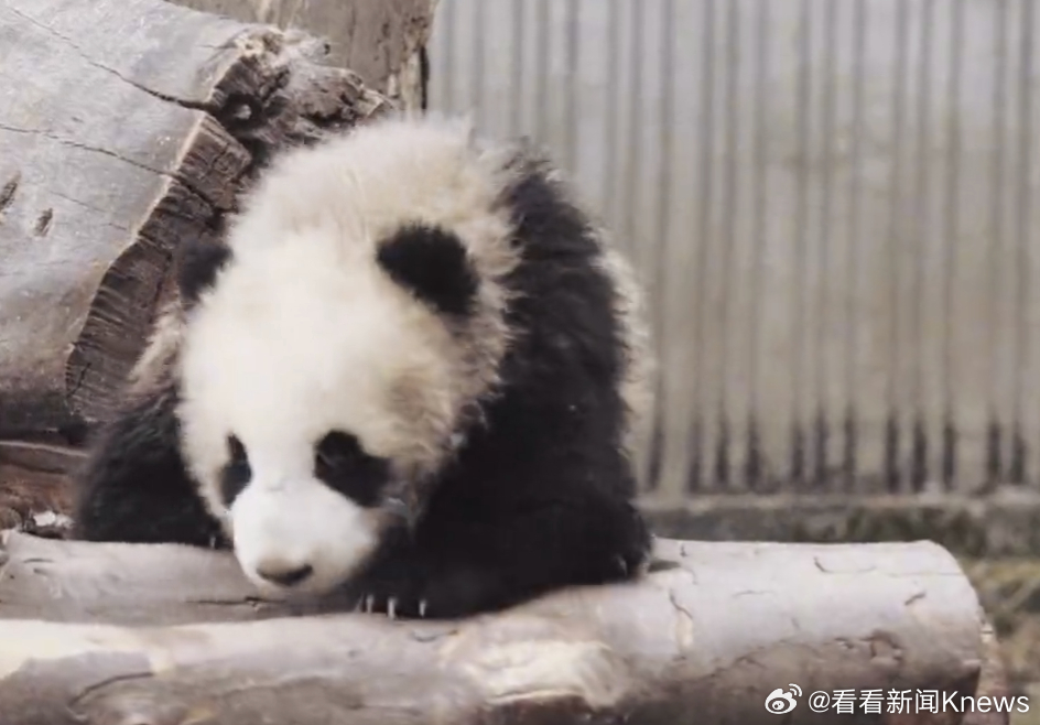 【#大熊猫家美幼崽因病死亡#】4月8日，中国大熊猫保护研究中心发布消息，大熊猫“