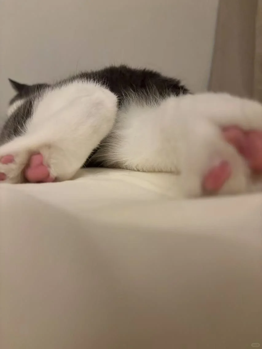 气血充足的小猫