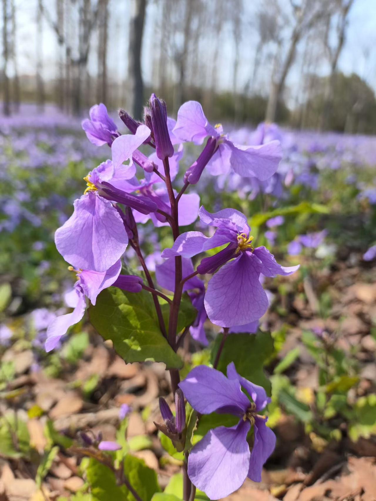 谢谢你的喜欢！春天的美景让我总想拿起相机记录下来，马上整理几张春日照片和你分享，