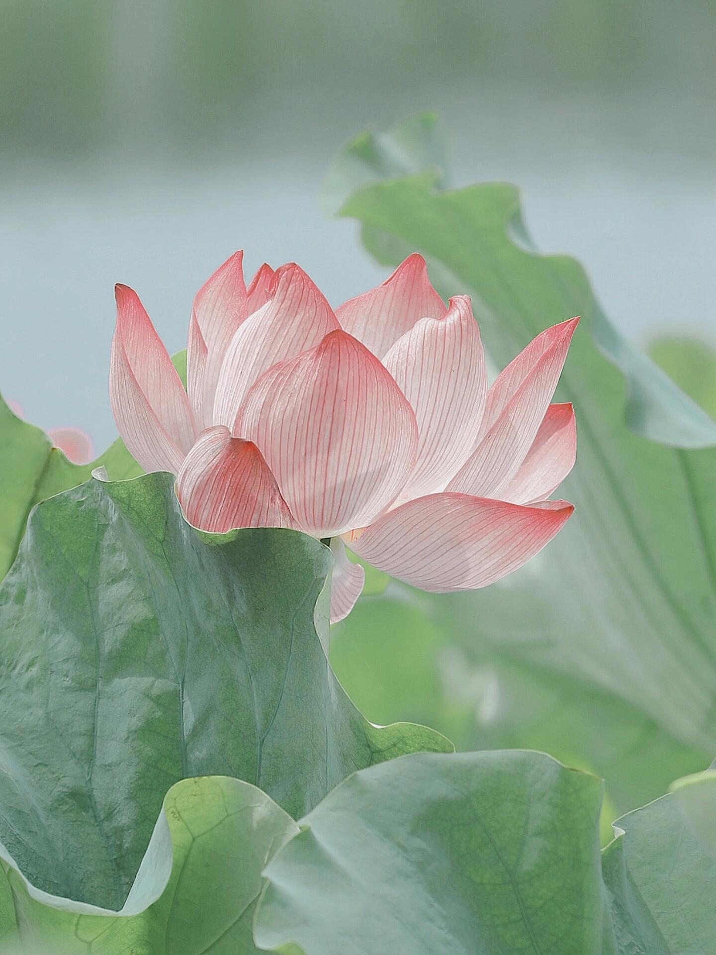 春有百花 夏有荷🪷 