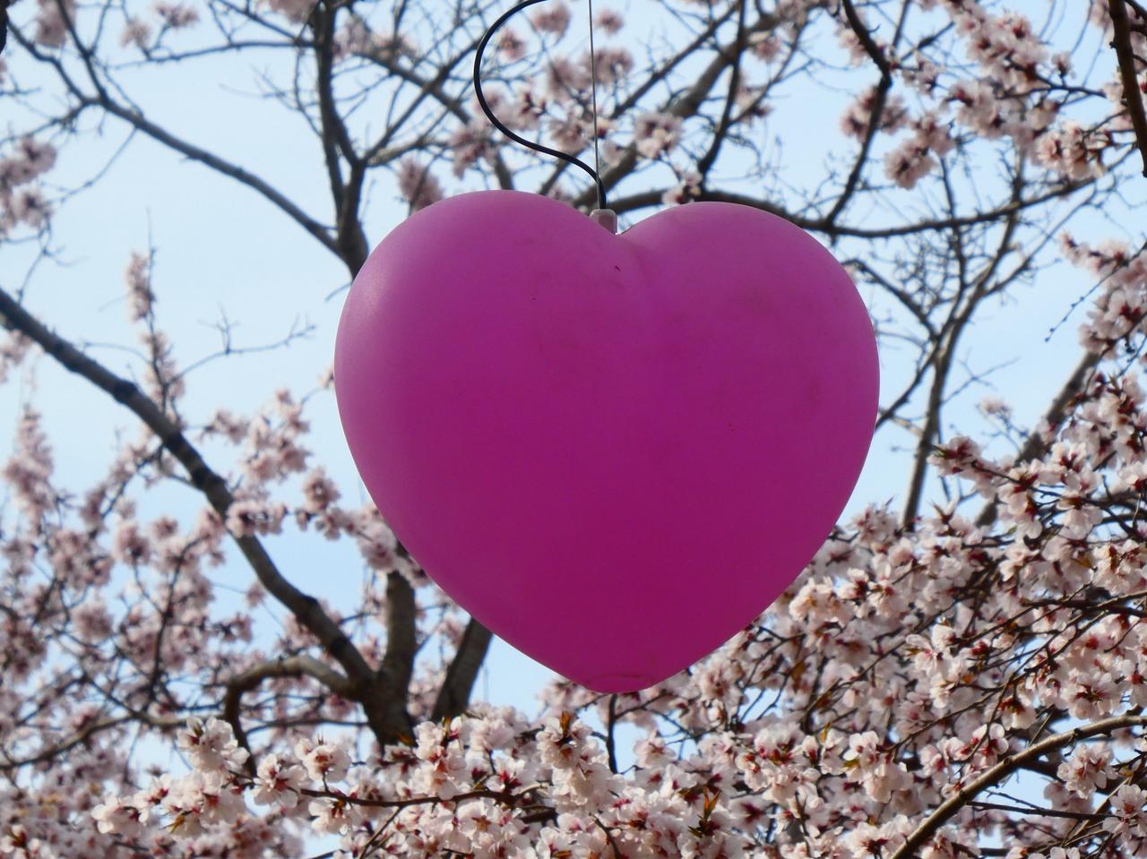 随着今年春天呼和浩特的桃花成为网红打卡点，不由得想到曾经的“归绥八景”，春天的桃
