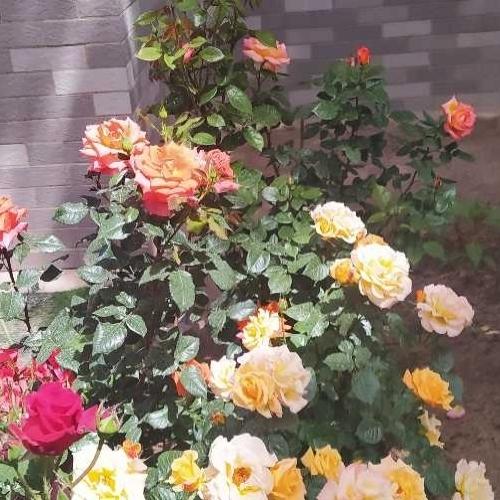 我爱花草，分享一组最美的小野花