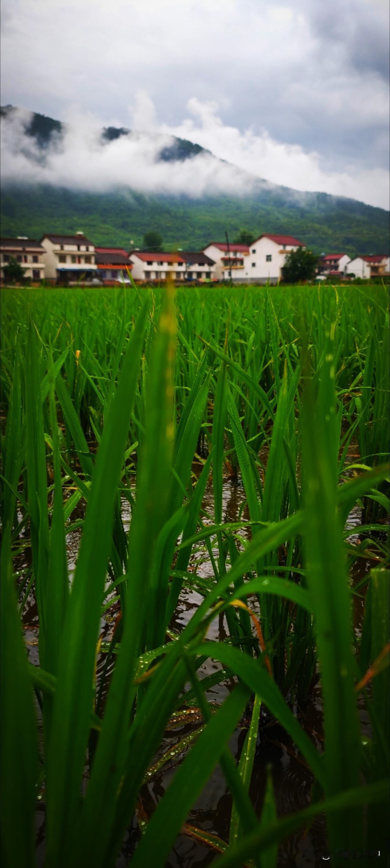 夏雨，是日子发出愉悦声响。雨帘下的万物疯长，日子自由而惬意。周遭轻微的啪啪声是不