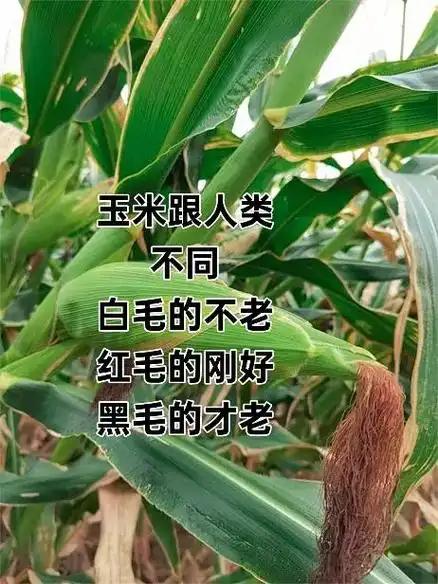 玉米与人类正好相反
       玉米和人类在毛发颜色与年龄的关系上十分有趣。玉