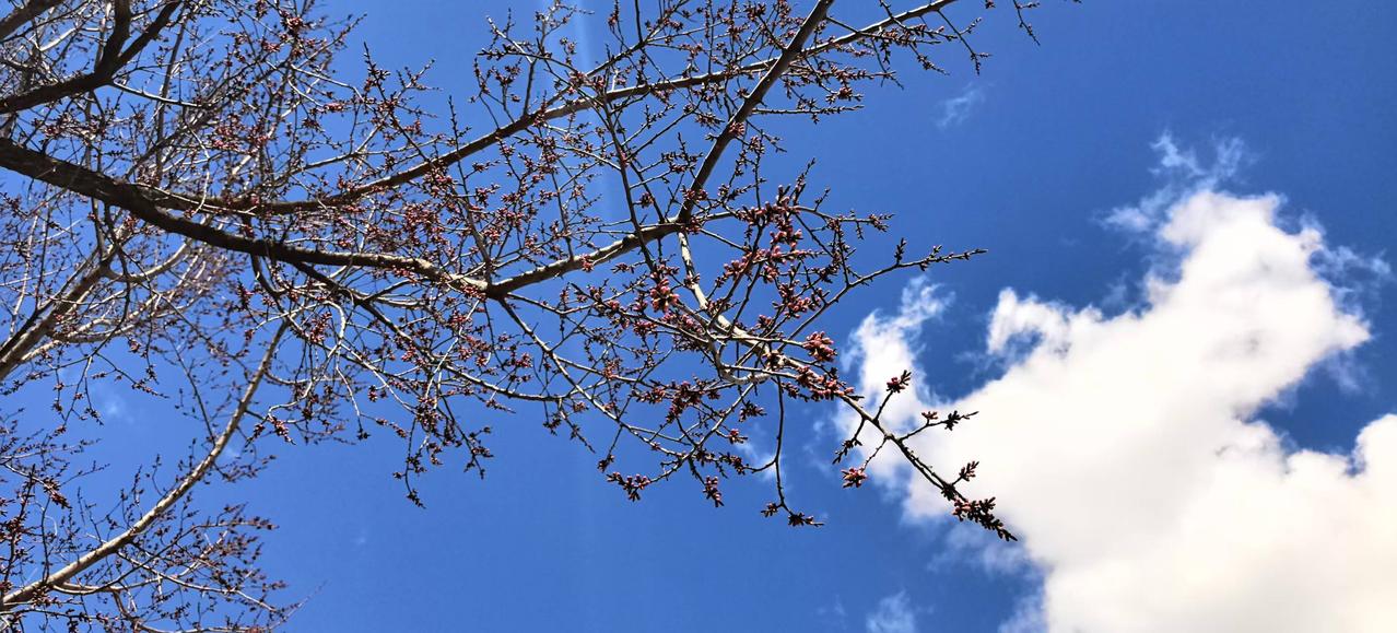 分享一张你最近随拍的照片有云的点缀，方显蓝天的高远；有绿意的蓬勃，才见北国之春的