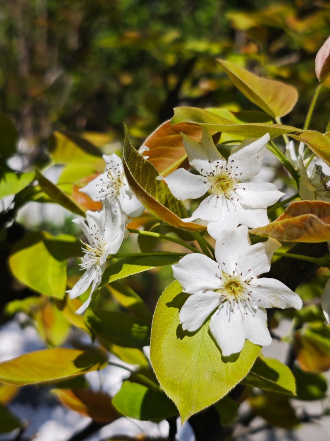 去年开了几百朵，梨子结了一堆一堆的，累着了，于是今年，总共开了4朵～ 