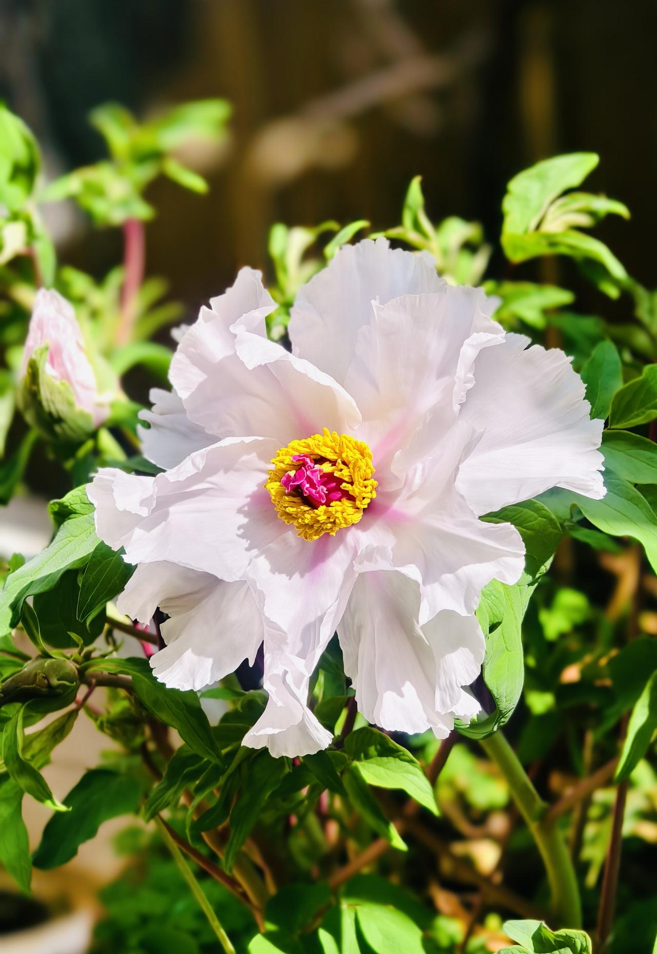 一走，一月有余；
归来，满院芬芳撞了个满怀。
原来花开花落，是为天地写诗，从不为