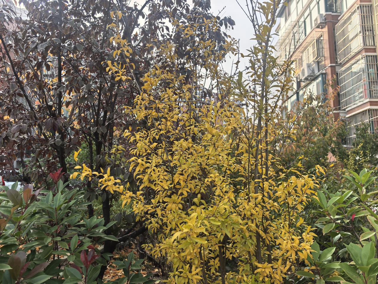 分享手机里随手拍的风景照片走在初冬静美的时光街上，风里有香，残存着晚秋的余暖，只