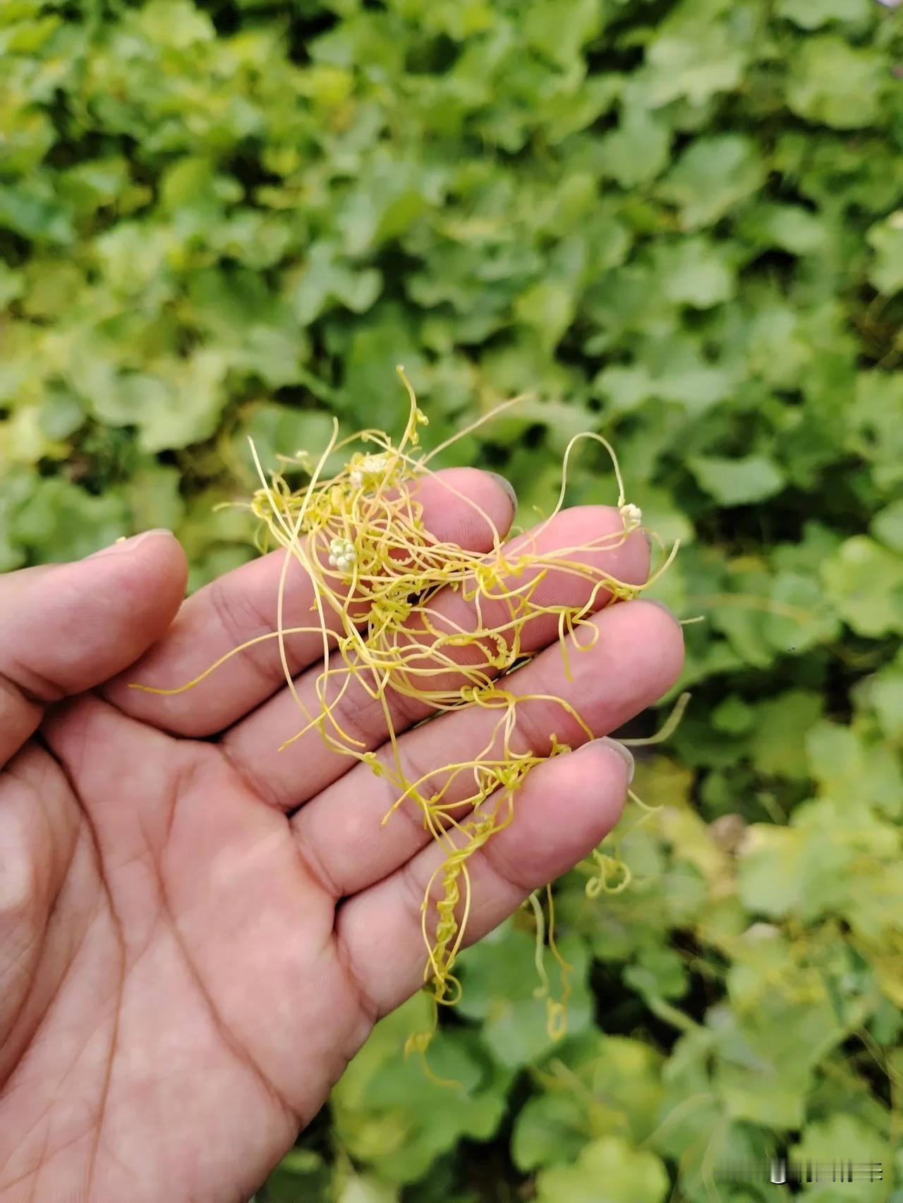 这玩意儿我保证城里人叫不上名字甚至都没见过。学名“菟丝子”，我们农村叫它“黄缠”