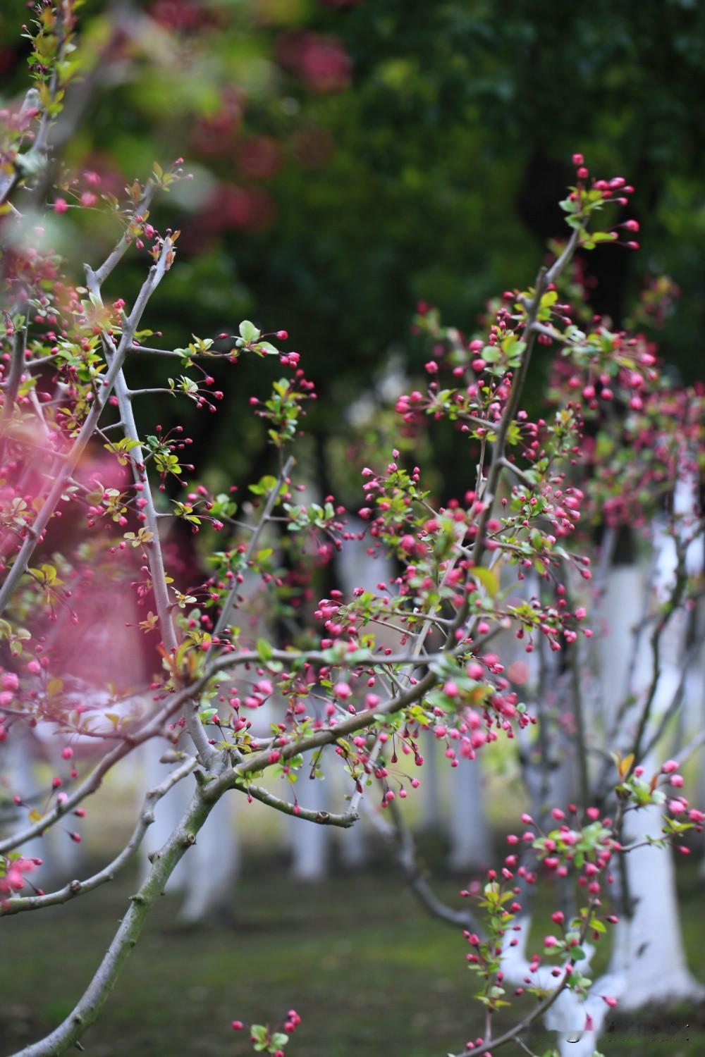 春分到，龙抬头，
一半春色满枝头，一年好运攥在手。
愿朋友们不负春光，不负自己，