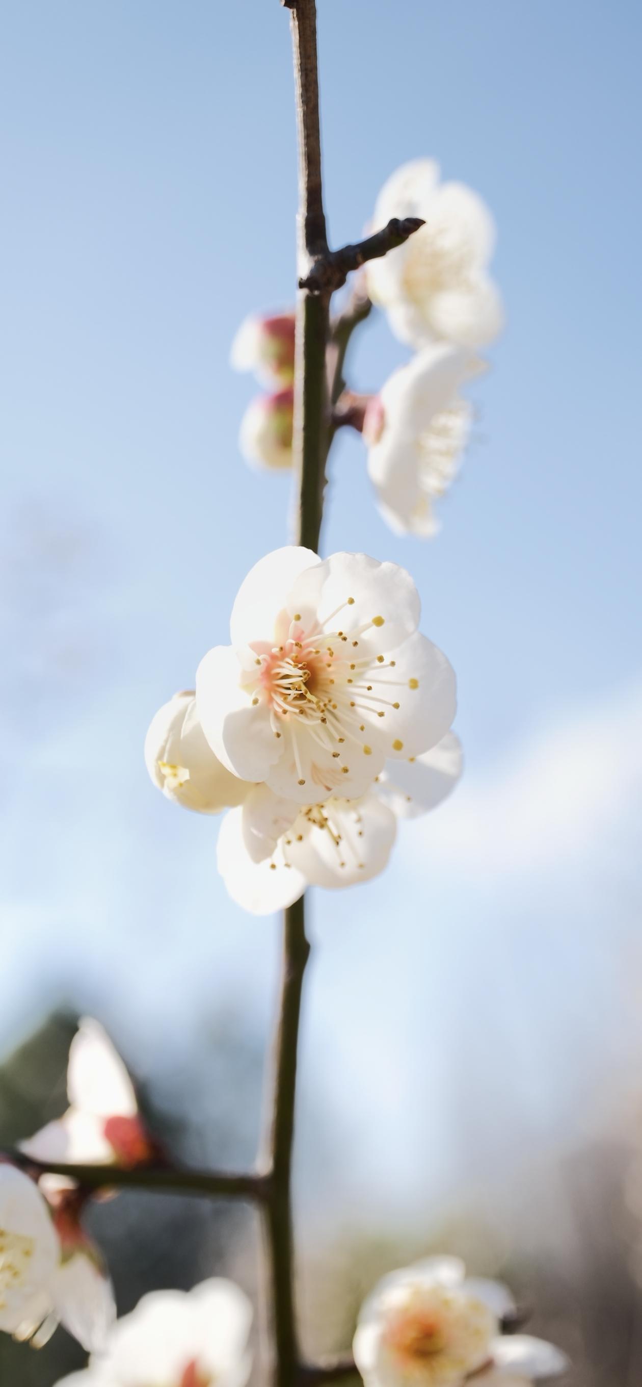 疏影横斜数枝梅，暗香浮动凌寒开。不要人夸白如雪，只留清气满乾坤。