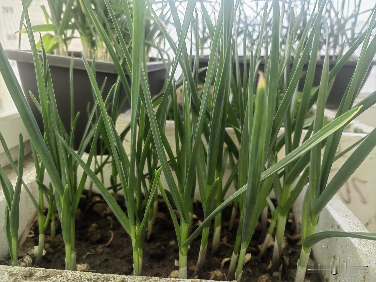 我就说我上辈子是农民吧，有些人还不信，他们说我身上没有一点农民的土气。
我说我家